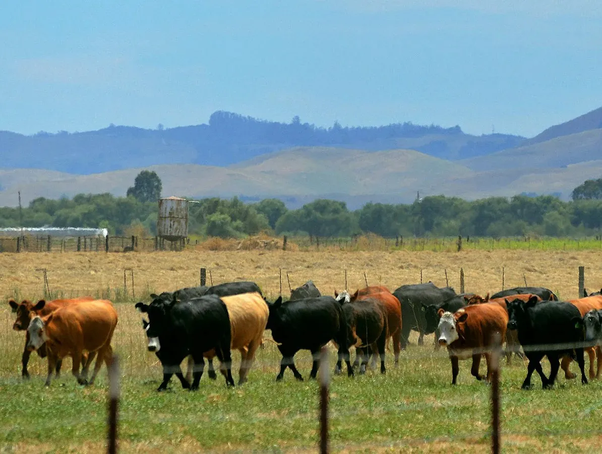 Cows grazing in a Mariposa County Pasture